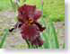 LNirisWarChief.jpg Flora - Flower Blossoms green closeup close up macro zoom burgundy photography