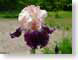 LNirisWench.jpg Flora - Flower Blossoms purple lavendar lavender closeup close up macro zoom pink burgundy photography