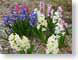 LNjacinthesMix.jpg Flora - Flower Blossoms purple lavendar lavender blue pink red photography