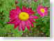 LNpyrethrum.jpg Flora - Flower Blossoms yellow closeup close up macro zoom pink photography
