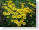 LNrudbeckia.jpg Flora - Flower Blossoms yellow green photography
