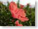 MAL01hibiscus.jpg Flora - Flower Blossoms closeup close up macro zoom pink hawai'i hawaiian islands photography
