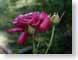 MAL02pinkRose.jpg Flora - Flower Blossoms closeup close up macro zoom photography