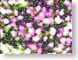 MALabstractFlorl.jpg Art Flora white purple lavendar lavender green computer generated images cgi