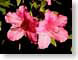 MALazaleas.jpg Flora - Flower Blossoms closeup close up macro zoom pink photography
