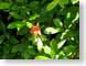MALblueRidge.jpg Flora - Flower Blossoms leaves leafs green photography