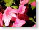 MALbottomsUp.jpg Flora - Flower Blossoms closeup close up macro zoom pink photography