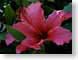 MALhibiscus.jpg Flora - Flower Blossoms closeup close up macro zoom photography