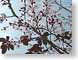 MALjCherryBlssms.jpg Flora - Flower Blossoms closeup close up macro zoom photography