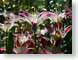 MALpinkLilies.jpg Flora - Flower Blossoms gardens green photography