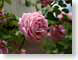 MALpinkRose.jpg Flora - Flower Blossoms closeup close up macro zoom photography