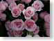 MALpinkRoses.jpg Flora - Flower Blossoms photography