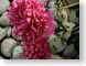 MALpinkpeonies.jpg Flora - Flower Blossoms closeup close up macro zoom photography