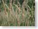 MALprairieGrass.jpg Flora brown wheat fields photography
