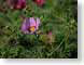 MALpurpleDaisies.jpg Flora - Flower Blossoms purple lavendar lavender closeup close up macro zoom photography