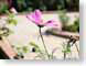 MALpurpleDaisy.jpg Flora - Flower Blossoms green closeup close up macro zoom photography