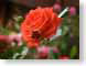 MALredRose.jpg Flora - Flower Blossoms closeup close up macro zoom photography
