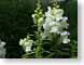 MALsnapdragons.jpg white Flora - Flower Blossoms green photography