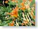 MALtigerLilies.jpg Flora - Flower Blossoms closeup close up macro zoom orange photography