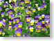 MALviolets.jpg Flora - Flower Blossoms closeup close up macro zoom photography blurry