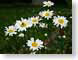 MALwhiteDaisies.jpg white Flora - Flower Blossoms green photography