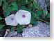 MAblackrockMnFlrs.jpg white Flora - Flower Blossoms green closeup close up macro zoom photography