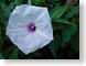 MAblackrockMoonf.jpg white Flora - Flower Blossoms purple lavendar lavender green closeup close up macro zoom photography georgia