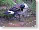 MAblackrockPreen.jpg Fauna birds avian animals photography blackrock mountain lake