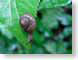 MAblackrockSnail.jpg Fauna Flora leaves leafs green