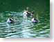 MB01birdsOnPond.jpg Fauna birds avian animals lakes ponds water loch photography