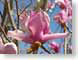MB01tulipTree.jpg Flora - Flower Blossoms closeup close up macro zoom pink spring photography magnolias