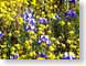 MB01wildflowers.jpg Flora - Flower Blossoms yellow purple lavendar lavender photography