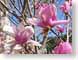 MB02tulipTree.jpg Flora - Flower Blossoms closeup close up macro zoom pink photography