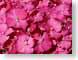 MB2PinkHydrangea.jpg Flora - Flower Blossoms closeup close up macro zoom photography