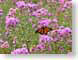 MBbutterflyBed.jpg Fauna Flora - Flower Blossoms butterfly moths butterflies insects purple lavendar lavender closeup close up macro zoom photography