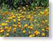 MBgoldenPoppies.jpg Flora - Flower Blossoms green orange photography