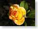 MBgoldenRose.jpg Flora - Flower Blossoms closeup close up macro zoom photography