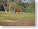 MBhorseHill.jpg Fauna trees forest woods woodlands Landscapes - Rural horses equine mammals animals photography