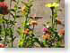 MBhummingbird.jpg Fauna birds avian animals Flora - Flower Blossoms yellow orange photography