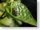 MBladybugLarva.jpg Fauna Flora insects bugs green closeup close up macro zoom photography