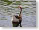 MBloneBird.jpg Fauna birds avian animals lakes ponds water loch photography