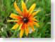 MBloneFlower.jpg Flora - Flower Blossoms yellow grass green closeup close up macro zoom photography