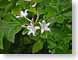 MBmtnWildflowers.jpg Flora - Flower Blossoms leaves leafs green closeup close up macro zoom photography