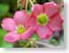 MBoxalisFlowers.jpg Flora - Flower Blossoms closeup close up macro zoom pink photography