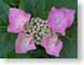MBpinkHydrangea.jpg Flora - Flower Blossoms leaves leafs green closeup close up macro zoom photography