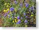 MBpoppiesLupines.jpg Flora - Flower Blossoms yellow purple lavendar lavender photography