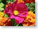 MBsummerFlowers.jpg Flora - Flower Blossoms green closeup close up macro zoom pink orange photography