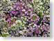MBsweetAlyssum.jpg white Flora - Flower Blossoms purple lavendar lavender closeup close up macro zoom pink photography