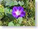 MBwildGlory.jpg Flora - Flower Blossoms purple lavendar lavender green closeup close up macro zoom photography