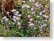MBwildPurple.jpg Flora - Flower Blossoms purple lavendar lavender photography